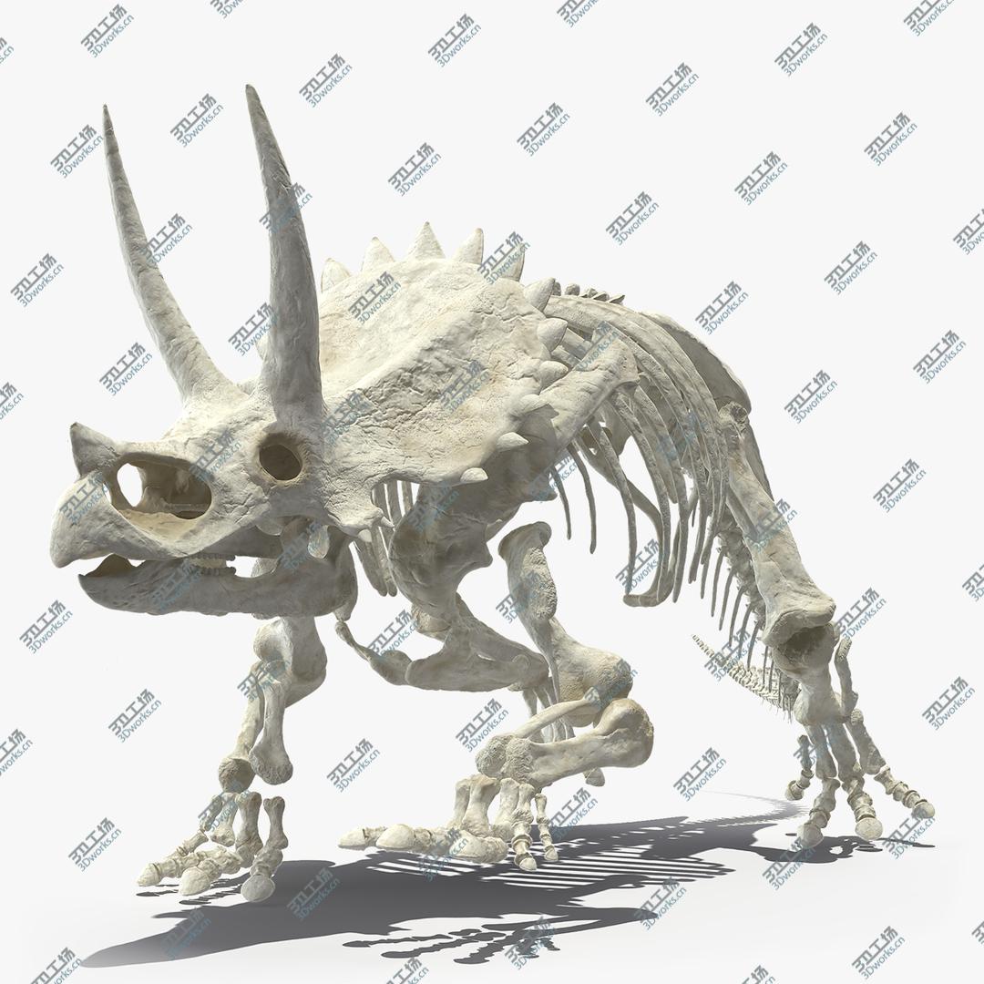 images/goods_img/2021040164/3D Triceratops Horridus Skeleton/1.jpg